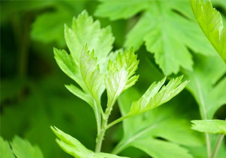 艾草是哪個季節(jié)的？艾草是什么季節(jié)采摘？