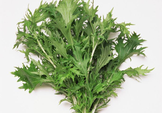 艾草是寒性的嗎？艾草是涼性的嗎？