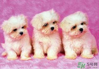 狗狗能吃薺菜嗎？狗吃了薺菜會(huì)生病嗎？