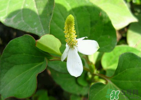 薺菜和魚腥草能一起吃嗎？薺菜和魚腥草可以同時(shí)泡茶嗎？