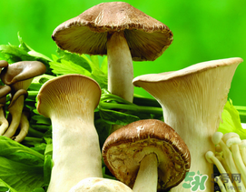薺菜和蘑菇能一起吃嗎？薺菜和菇類能一起吃嗎？