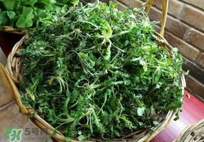 乙肝能吃薺菜嗎？乙肝病人可以吃薺菜嗎？