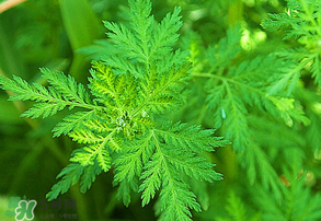 青蒿是什么植物？青蒿是種子植物還是裸子植物？