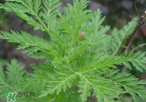 青蒿是什么植物？青蒿是種子植物還是裸子植物？