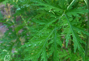 青蒿是什么植物？青蒿是種子植物還是裸子植物？