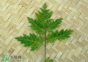吃青蒿有好處嗎？青蒿的功效與作用