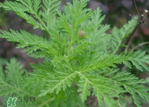 蒿子怎么做好吃？蒿子能涼拌嗎？