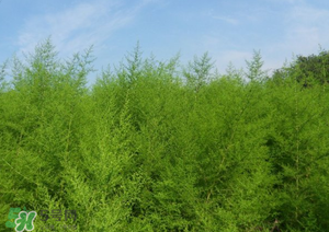 蒿子怎么做好吃？蒿子能涼拌嗎？