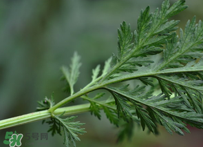 蒿子怎么做好吃？蒿子能涼拌嗎？