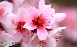 清明節(jié)還有桃花嗎？清明節(jié)去哪里看桃花？