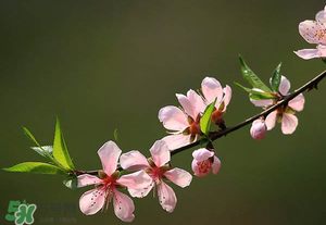 清明節(jié)還有桃花嗎？清明節(jié)去哪里看桃花？