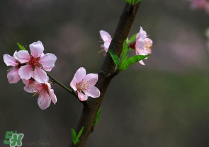 清明節(jié)還有桃花嗎？清明節(jié)去哪里看桃花？