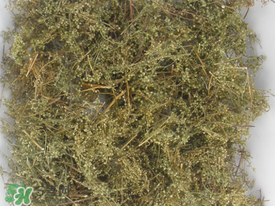 青蒿可以泡水喝嗎？青蒿能泡水喝嗎？