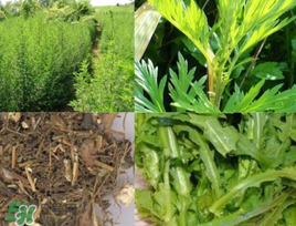 青蒿可以泡水喝嗎？青蒿能泡水喝嗎？