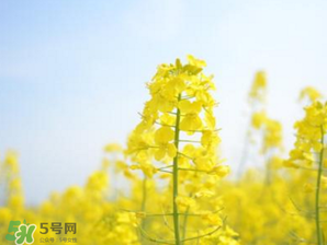 2017年清明節(jié)油菜花開了嗎？2017年清明節(jié)還有油菜花嗎？