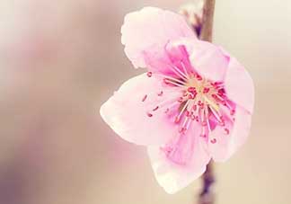 清明節(jié)還有桃花嗎？清明節(jié)去哪里看桃花？