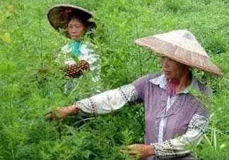 青蒿可以泡水喝嗎？青蒿能泡水喝嗎？