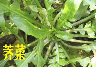 薺菜和狗肉能一起吃嗎？狗肉跟薺菜可以同食嗎？
