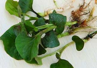 薺菜和魚腥草能一起吃嗎？薺菜和魚腥草可以同時泡茶嗎？