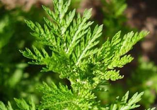 青蒿是什么植物？青蒿是種子植物還是裸子植物？
