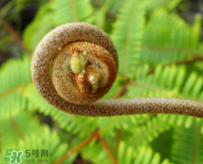 蕨菜什么時(shí)候采摘？蕨菜什么時(shí)候有？