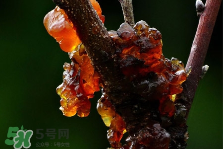 桃膠如何保存？桃膠怎么保存？