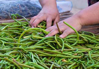 蕨菜什么時候采摘？蕨菜什么時候有？