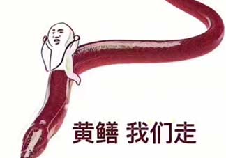 黃鱔為什么火了？黃鱔我們走為什么火了？