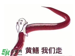 七彩皮皮鱔我們往死里鉆是什么意思？七彩皮皮鱔我們?nèi)€(gè)好地方是什么意思？