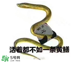 七彩皮皮鱔我們往死里鉆是什么意思？七彩皮皮鱔我們?nèi)€(gè)好地方是什么意思？