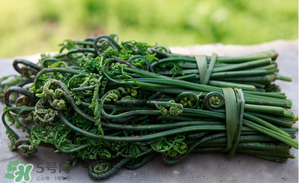 蕨菜能吃嗎？蕨菜可以吃嗎？