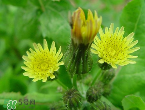 苦菜什么時候有？苦菜幾月份有？