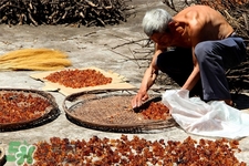 桃膠有農(nóng)藥嗎？怎么去除桃膠的農(nóng)藥？