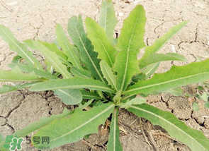 苦菜什么人不能吃？什么體質(zhì)不宜吃苦菜？