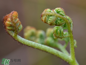 吃蕨菜會過敏嗎？皮膚過敏能吃蕨菜嗎？