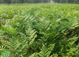 蕨菜可以種植嗎？蕨菜怎么種植？