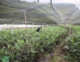 蕨菜可以種植嗎？蕨菜怎么種植？