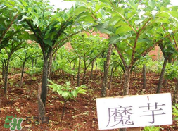 魔芋什么味道？怎么去除魔芋味道？