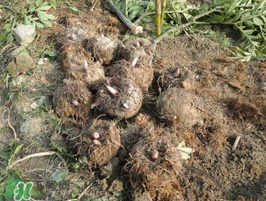 魔芋什么時候種植？魔芋怎么種植技術(shù)？