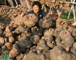 魔芋什么時候種植？魔芋怎么種植技術(shù)？