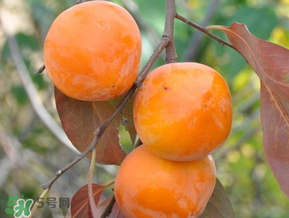 柿子什么季節(jié)成熟？柿子什么時(shí)候吃最好？