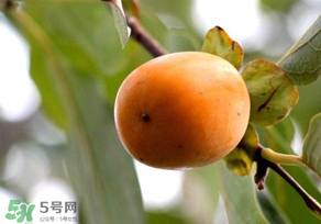 柿子為什么會澀？柿子怎么吃不澀？