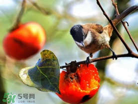 柿子為什么會黑？柿子為什么凍完發(fā)黑？