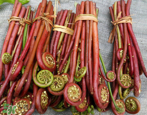 蕨菜是發(fā)物嗎？蕨菜是不是發(fā)物嗎？