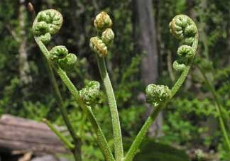 野生蕨菜多少錢一斤？蕨菜多少錢一斤？