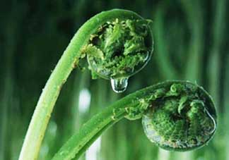 吃蕨菜會(huì)過(guò)敏嗎？皮膚過(guò)敏能吃蕨菜嗎？