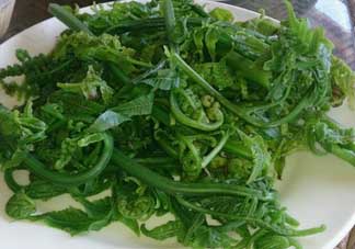 蕨菜是發(fā)物嗎？蕨菜是不是發(fā)物嗎？