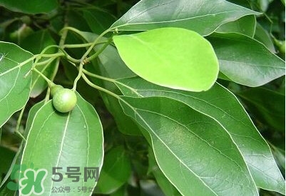 香樟樹的香味有害嗎？香樟樹的香味有沒有害
