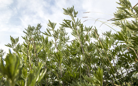 艾草泡澡可以止癢嗎 艾草泡澡對(duì)身體有什么好處和壞處
