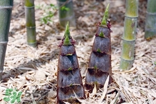 春筍上市如何買到鮮美竹筍？新鮮春筍怎么挑？